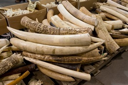 China Announces It Will Shut Down Its Domestic Commercial Elephant Ivory Trade in 2017